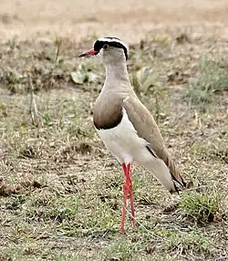 Photographie d'un Vanneau couronné adulte dans une posture redressée, sur un sol à la végétation rare.