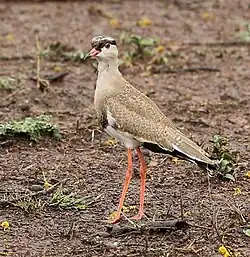 Photographie d'un Vanneau couronné juvénile, debout sur un sol de terre.