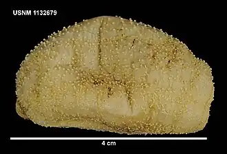 Crucella scotiae, un Paracucumidae