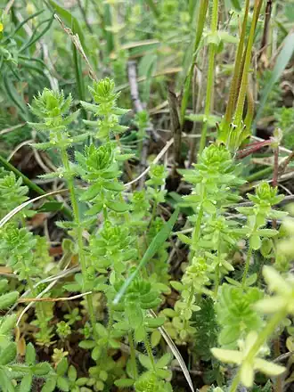 Description de l'image Cruciata pedemontana sl6.jpg.