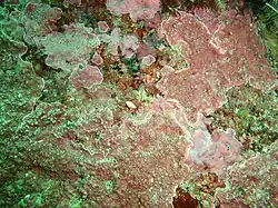 Corallinales sp. Windmill Beach, Cape Peninsula
