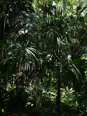 Description de l'image Cryosophila stauracantha kz01.jpg.