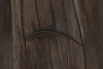 Description de l'image Cryptoblepharus australis (32310829150).jpg.