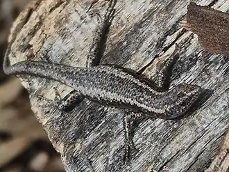 Description de l'image Cryptoblepharus pannosus 240231121.jpg.