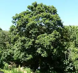 Cryptocarya latifolia, plante-hôte