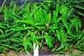 Cryptocoryne wendtii.La plus populaire des Cryptocoryne.