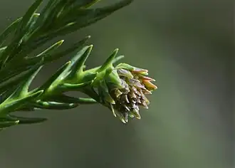 Rameau avec un cône femelle