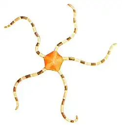 Cryptopelta callista