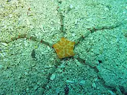 Cryptopelta granulifera