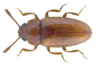 Cryptophilus integer