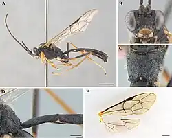 Cryptopimpla aspeculosus.