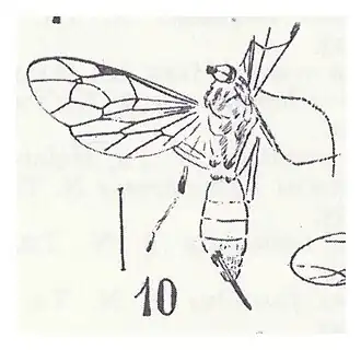 Cryptopimpla_nigripalpis_Cameron_1937_N._Théobald_Fintona_cf._nigripalpis_éch._A1022_x2,7_p._302_Pl._XXVI_Hyménoptères_du_Stampien_d'Aix-en-Provence.