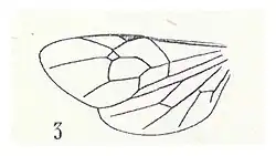 Cryptopimpla nigripalpis Cameron 1937 N. Théobald Fintona cf. nigripalpis ailes, éch. A1022 p. 302 Pl. XXIV Hyménoptères du Stampien d'Aix-en-Provence.