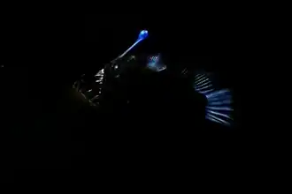 Cryptopsaras couesii (Ceratiidae).