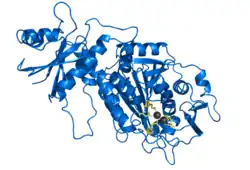Image illustrative de l’article Leucyl-aminopeptidase