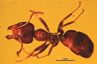 Spécimen HJF009 - vue dorsale.