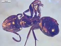 NHMW1984-31-216 dorsal.