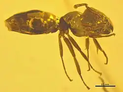 NHMW1984-31-218 profil droit.