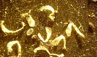 Exuvies de larves de puces (chat, chien)