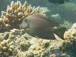 Un chirurgien à cercle doré (Ctenochaetus strigosus)