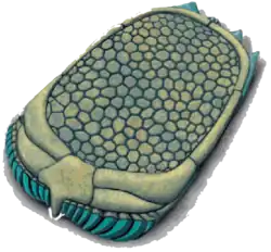 Reconstitution d'un Ctenocystis