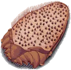 Reconstitution d'un Ctenoimbricata