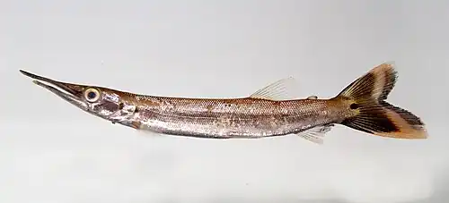 Boulengerella sp. (juvénile).