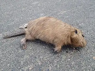 Description de l'image Ctenomys conoveri 31638880.jpg.