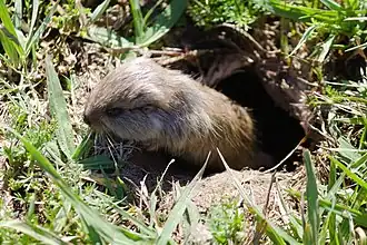 Description de l'image Ctenomys lami 242270267.jpg.