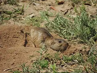 Description de l'image Ctenomys yolandae 237804760.jpg.