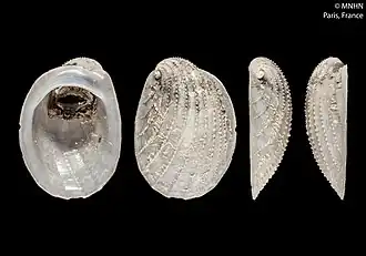 Ctenopelta porifera.