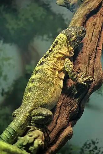 Description de l'image Ctenosaura pectinata at the Denver Zoo-2012 03 12 0689.jpg.