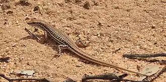 Description de l'image Ctenotus schomburgkii 244157514 (cropped).jpg.