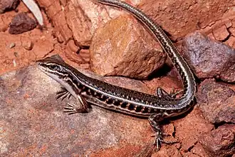 Description de l'image Ctenotus strauchii. Congie Stn via Eromanga, SWQ. 0387 Copyright (c) Steve K Wilson.jpg.