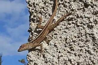 Anole brun(Anolis sagrei)
