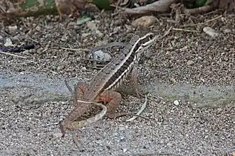 Lézard à queue bouclée(Leiocephalus cubensis)