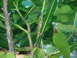 Description de l'image Cuban Twig Anole imported from iNaturalist photo 31292265 on 17 April 2022.jpg.