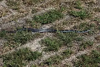 Description de l'image Cuban lesser racer (Caraiba andreae morenoi).JPG.