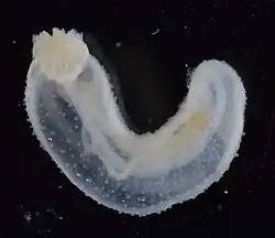 Pentamera pulcherrima (juvénile)