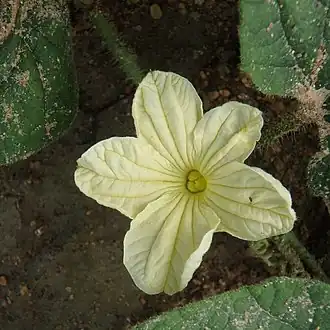 Description de l'image Cucumis hirsutus01.jpg.