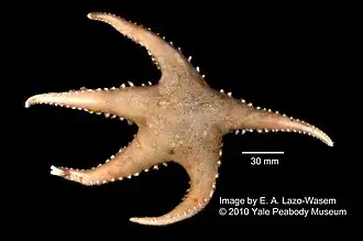 Cuenotaster involutus