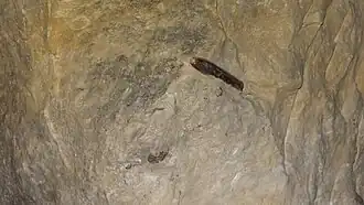 Rostre de Belemnite au-dessus d'un fossile d'éponge.