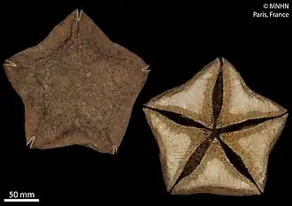 Autre spécimen séché au MNHN.