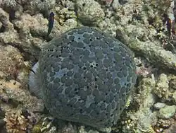 Une étoile-coussin (Culcita schmideliana)