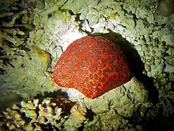 Spécimen rouge, de nuit, en position de nourrissage