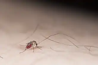 Description de l'image Culex sitiens Wiedemann, 1828.jpg.