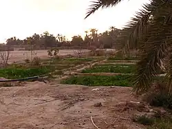 Cultures au soleil couchant.