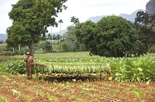 Plantation de tabac,Viñales