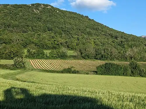 Cultures de céréales (Orge) et d'herbes aromatiques occupant les contreforts des collines dominant la vallée du Rhône.