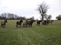 Un pré clôturé dans lequel de nombreux petits chevaux de toutes les couleurs regardent le photographe.